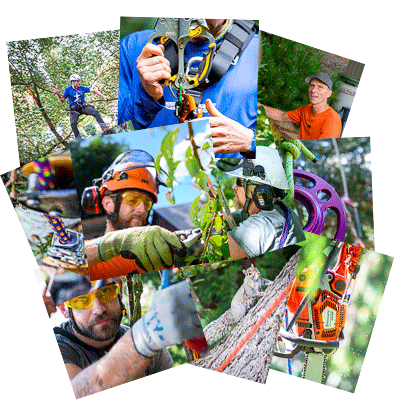 20 Pack Arborist Photos