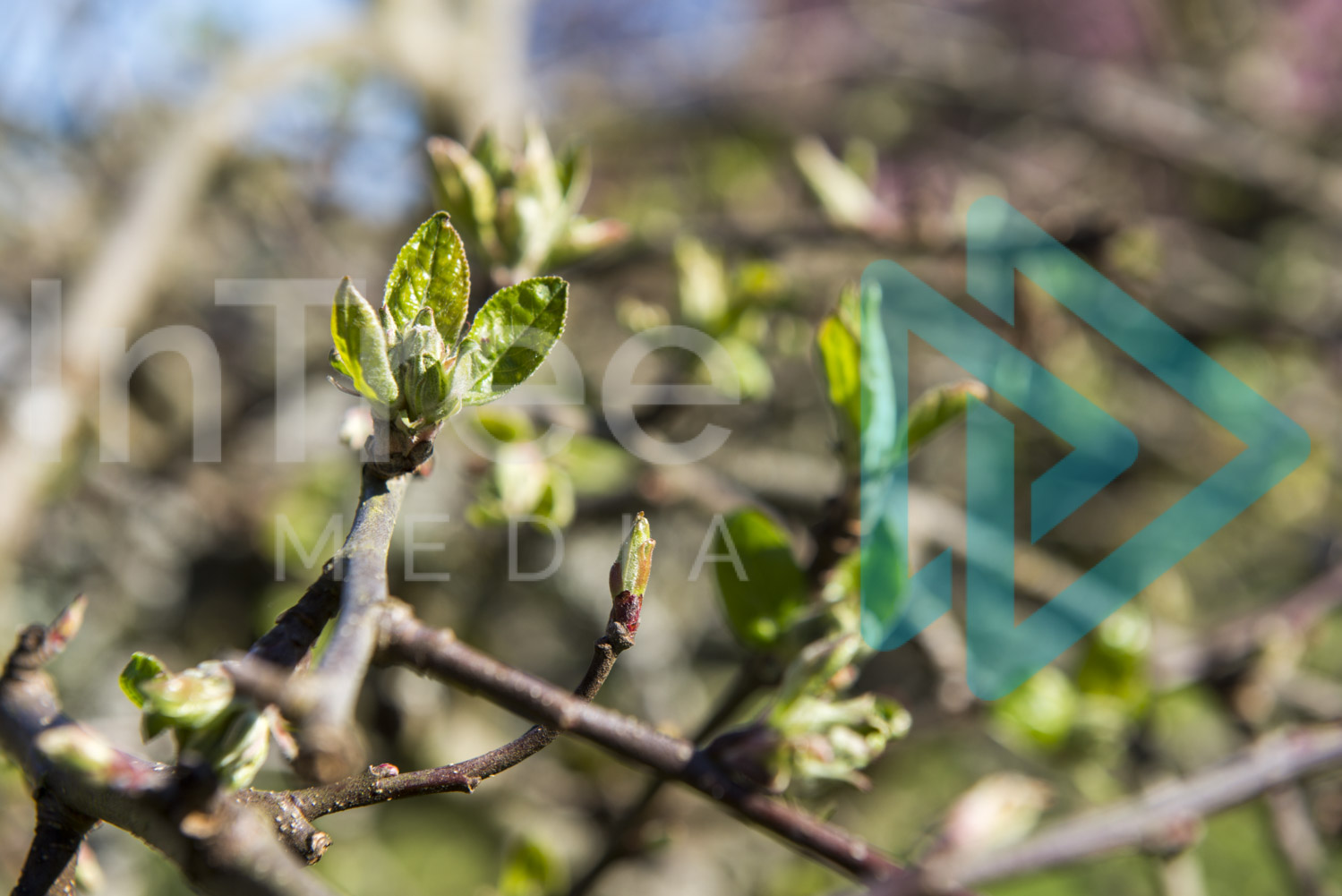 Apple tree bud burst in Spring InTree arborist image 001-21-5394