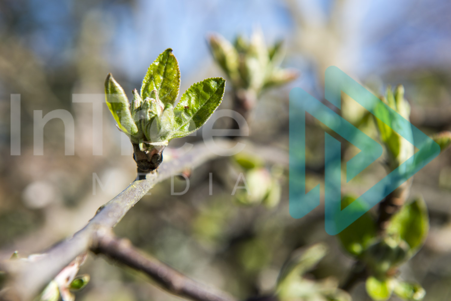 Apple tree bud burst in Spring InTree arborist image 001-21-5395