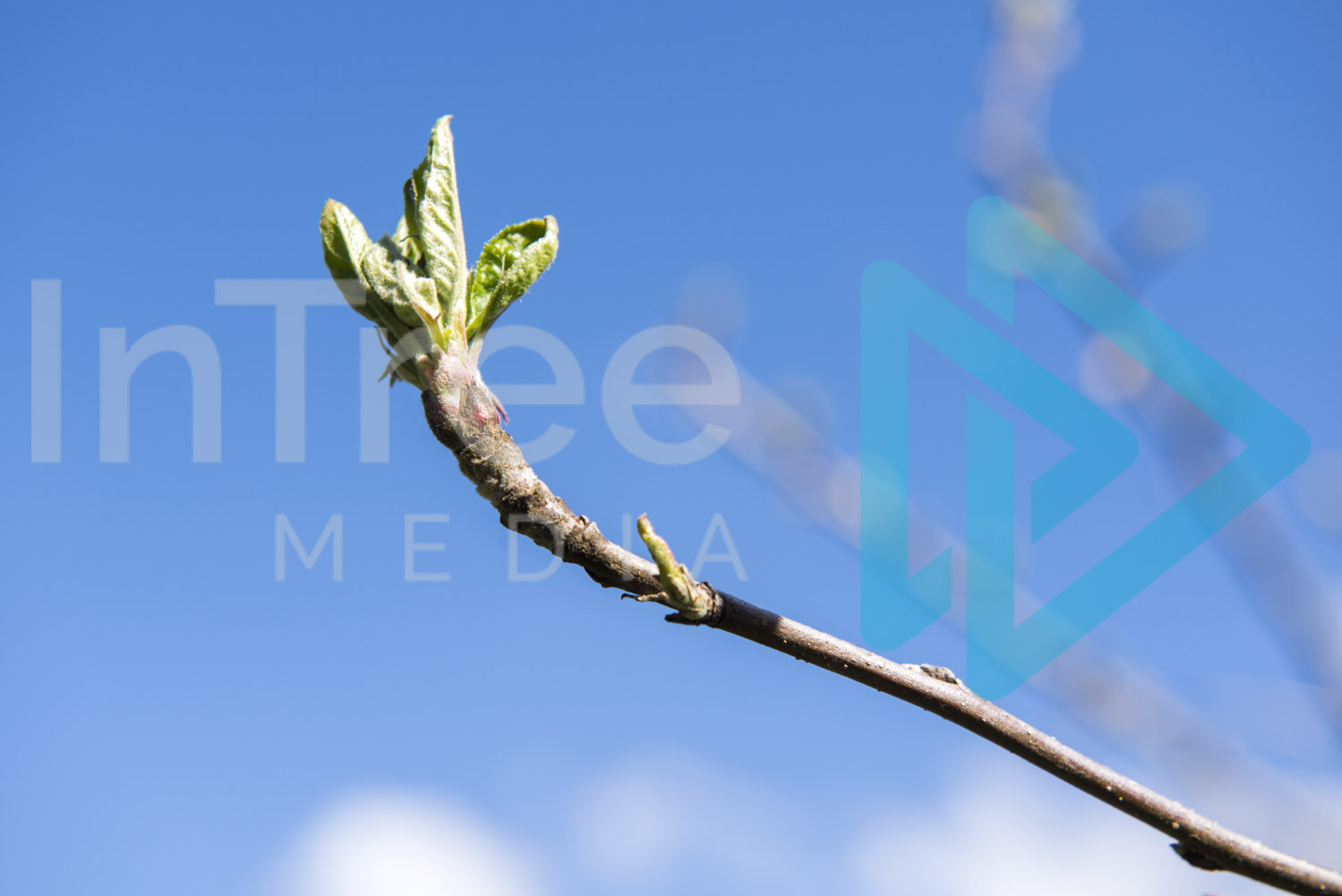 Apple tree bud burst with blue sky InTree arborist image 001-21-5393