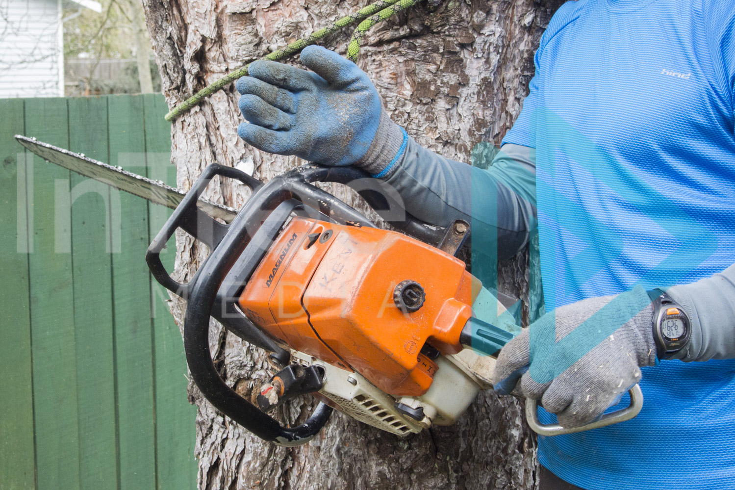 Arborist with chainsaw at tree base InTree arborist image 001-21-9880