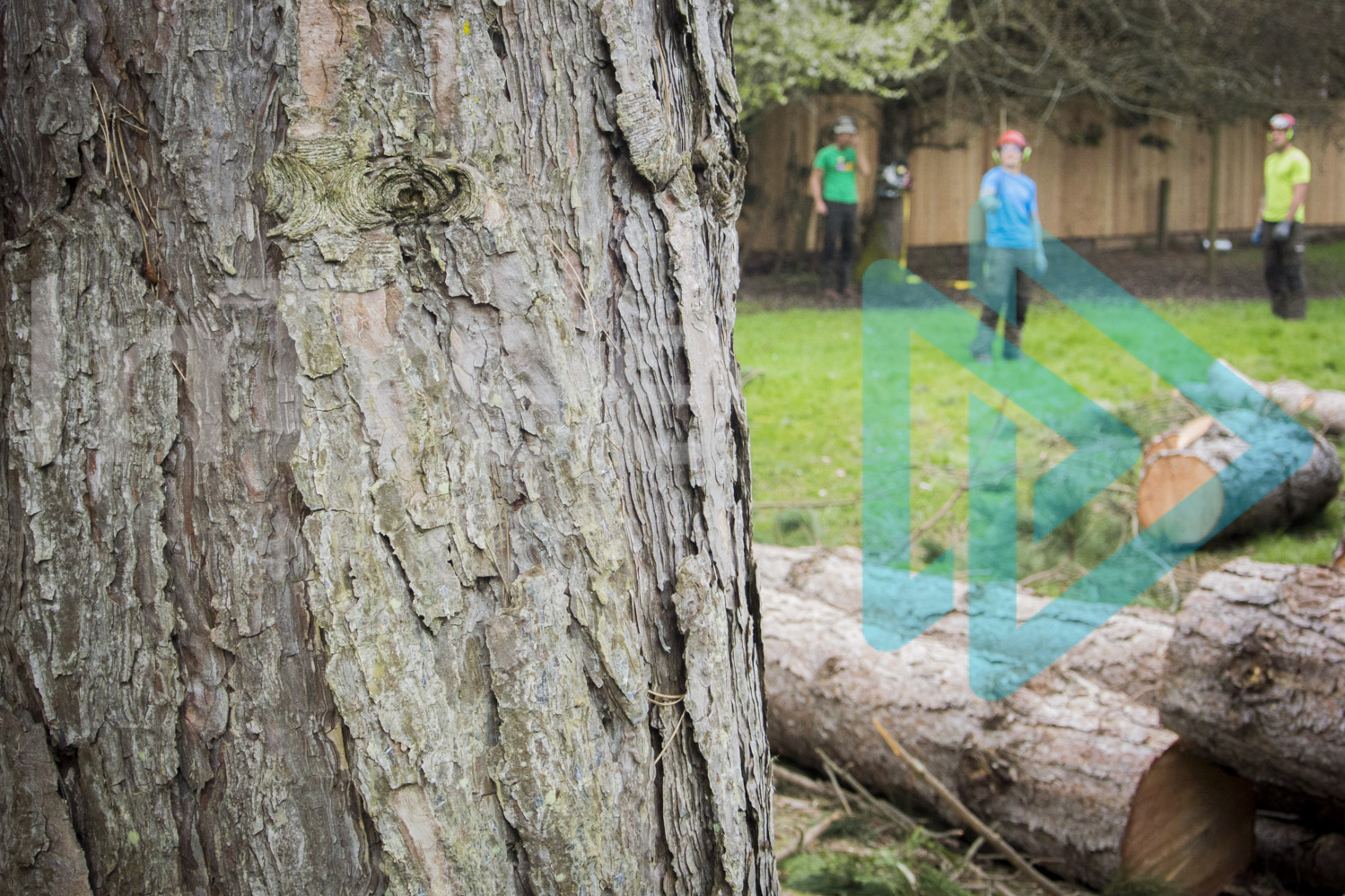 Base-of-tree-with-arborists-blurred-in-backgroound-InTree-arborist-image-001-9919