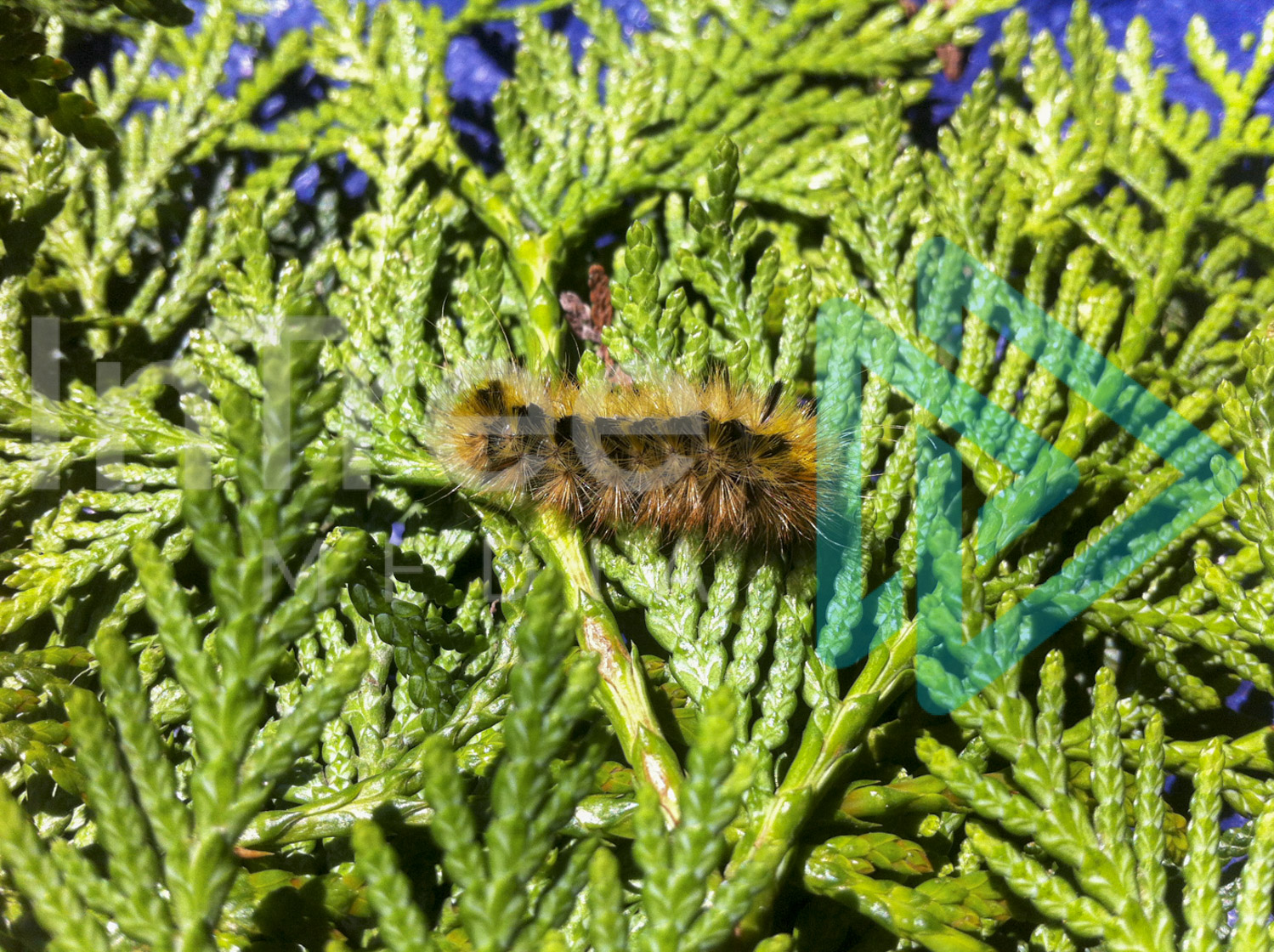 Caterpillar on cedar branch 001-21-0001