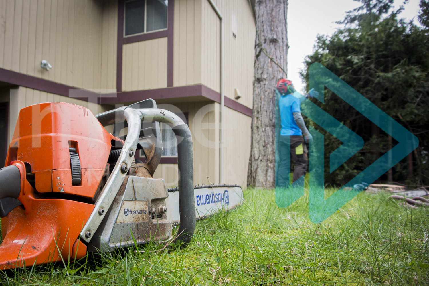 Chainsaw laying on ground with arborist in background InTree arborist image 001-21-9933