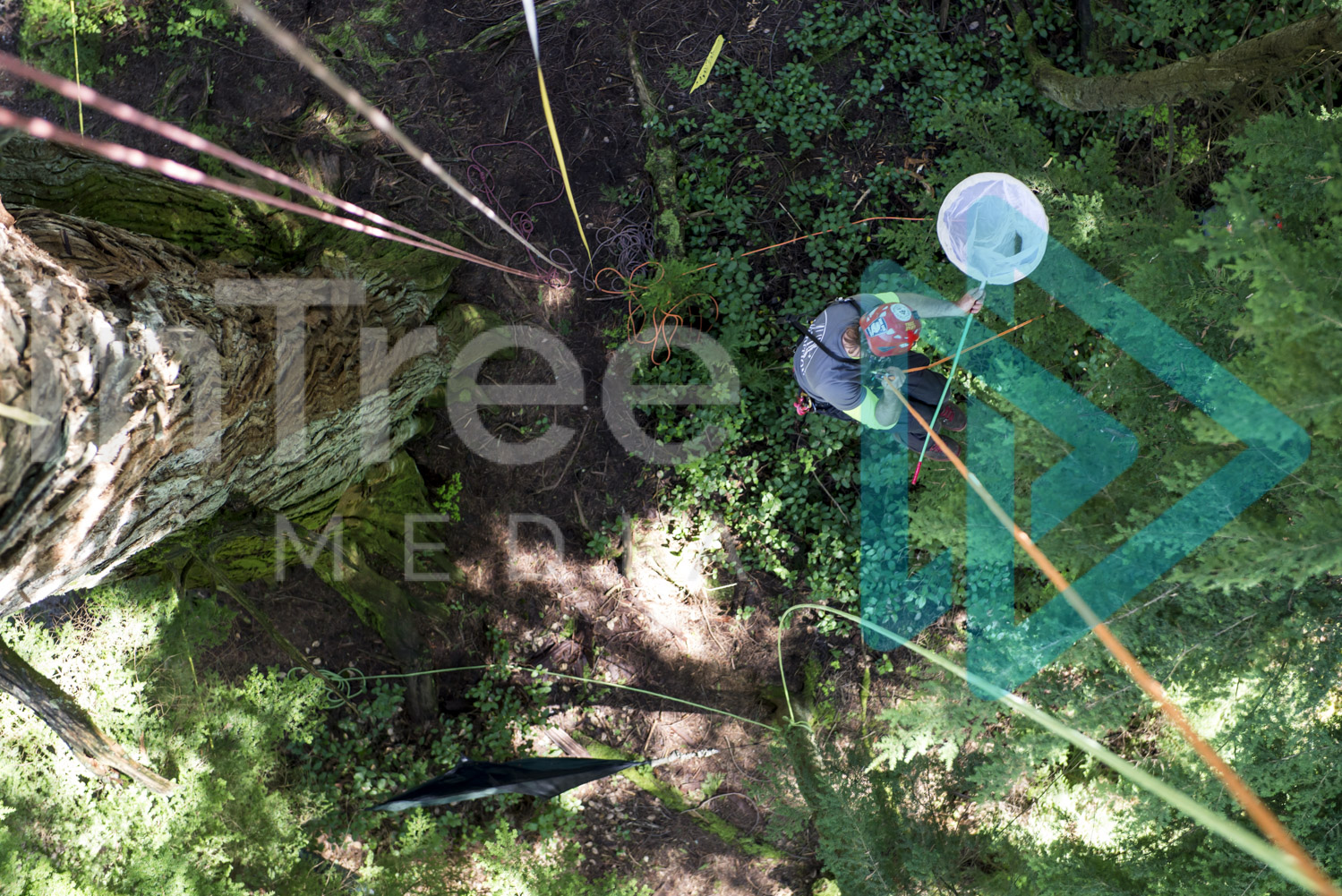 Climbing arborist suspended on rope in mid air with net carrying out canopy research - Arborist Stock Photo 001-21-6877