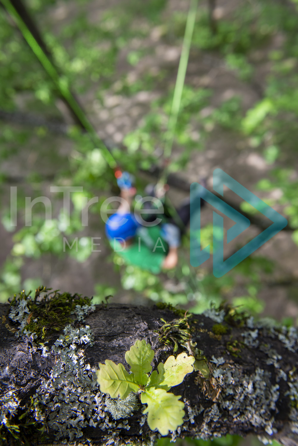 Climbing arborist in oak tree 001-21-7375