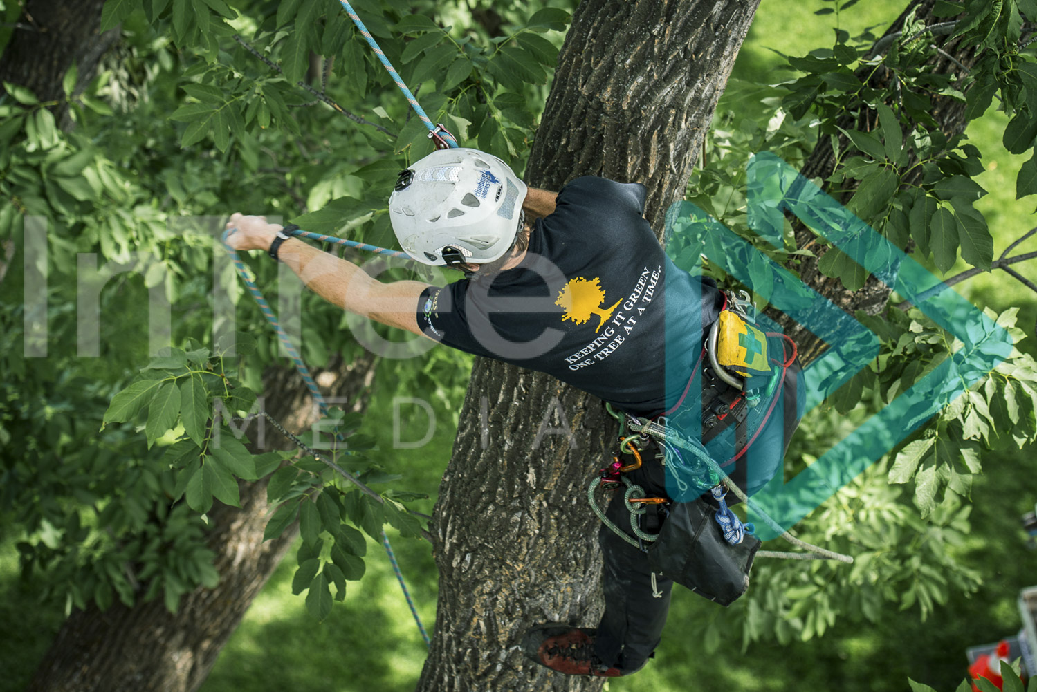 Climbing arborist in tree with rope 001-21-7304