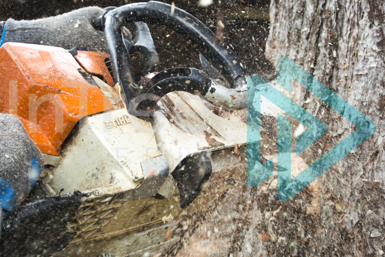 Close up of chainsaw making cut into tree sawdust spraying InTree arborist image 001-21-9894