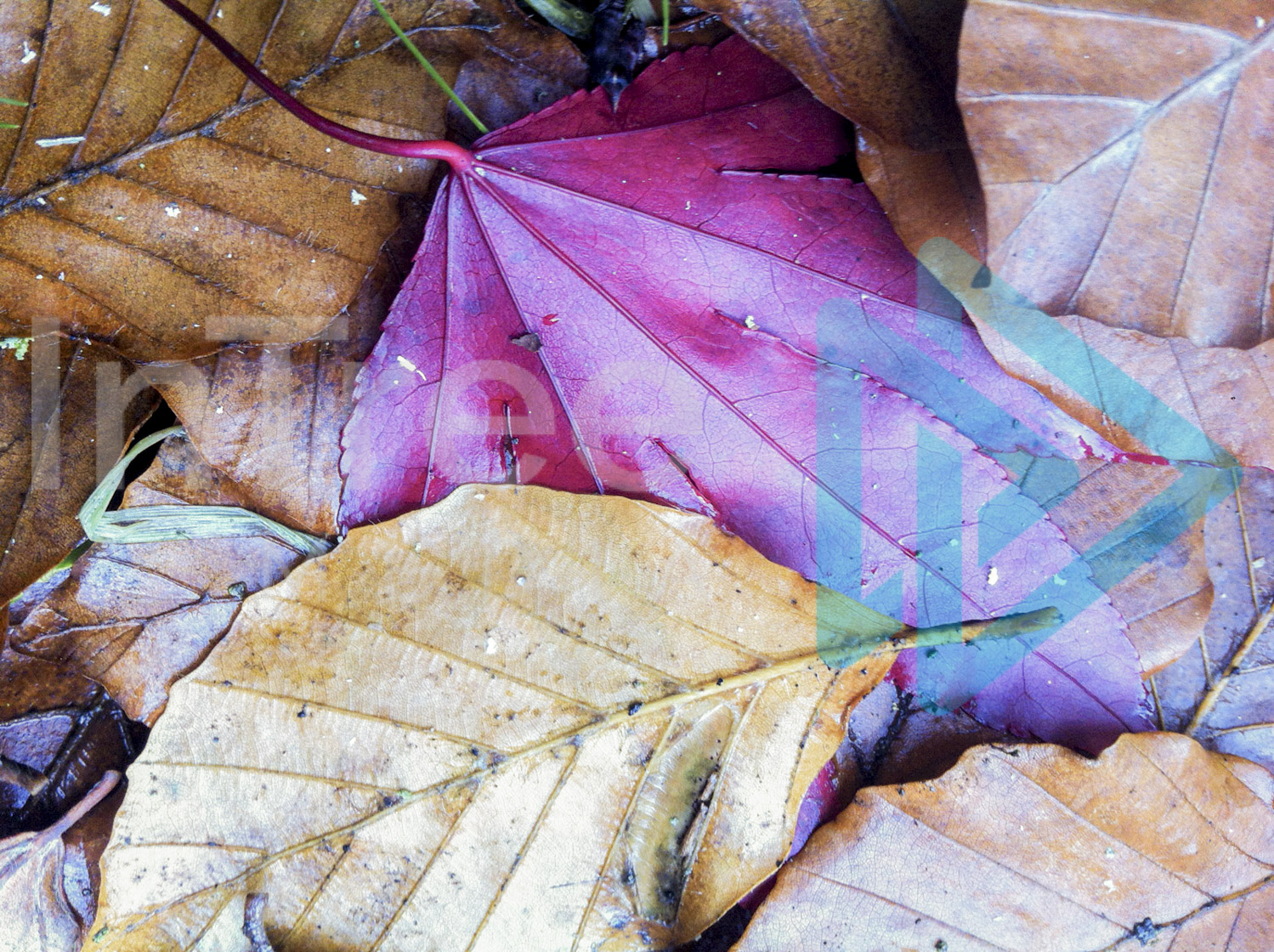 Colourful Autumn leaves on ground 001-21-1293