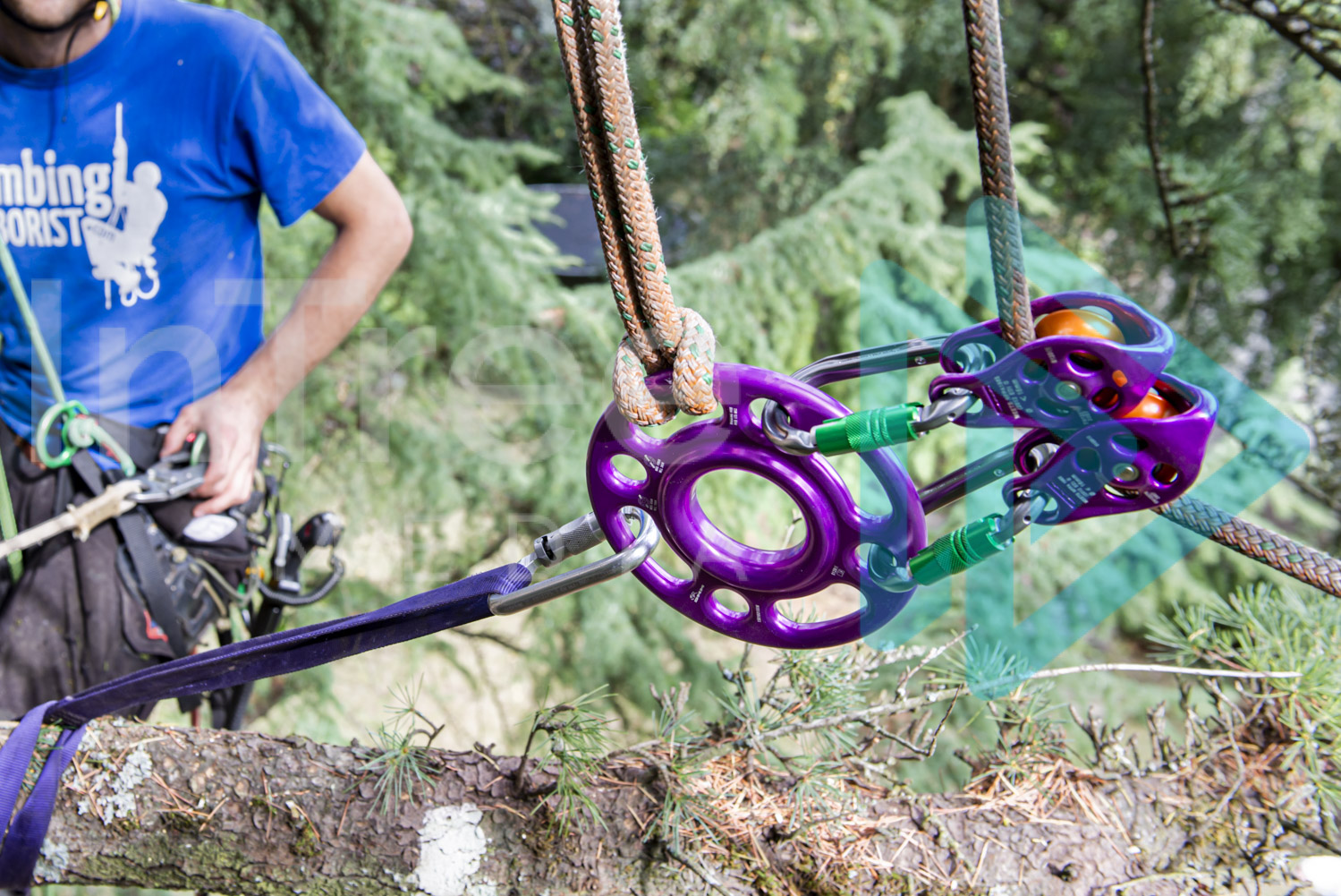 DMM rigging setup with arborist in tree 001-21-1179