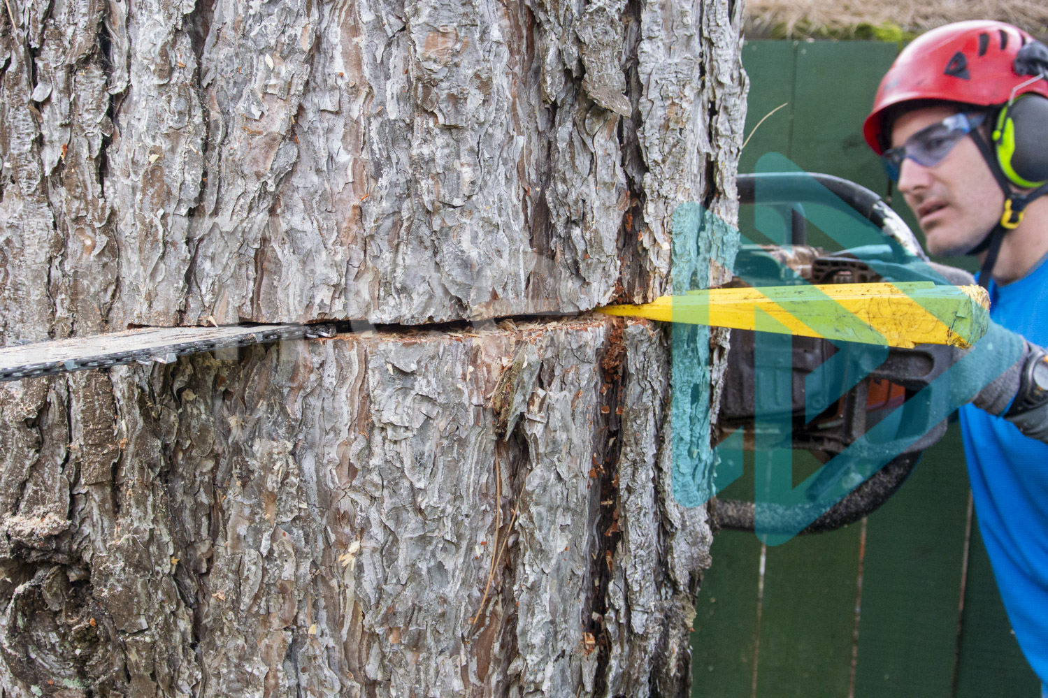 Felling wedge in back cut as arborist fells tree InTree arborist image 001-21-9903