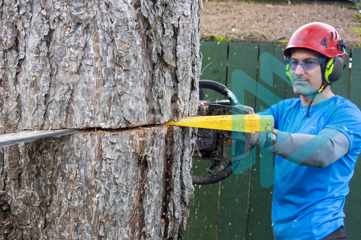 Felling wedge in back cut as male arborist fells tree InTree arborist image 001-21-9904