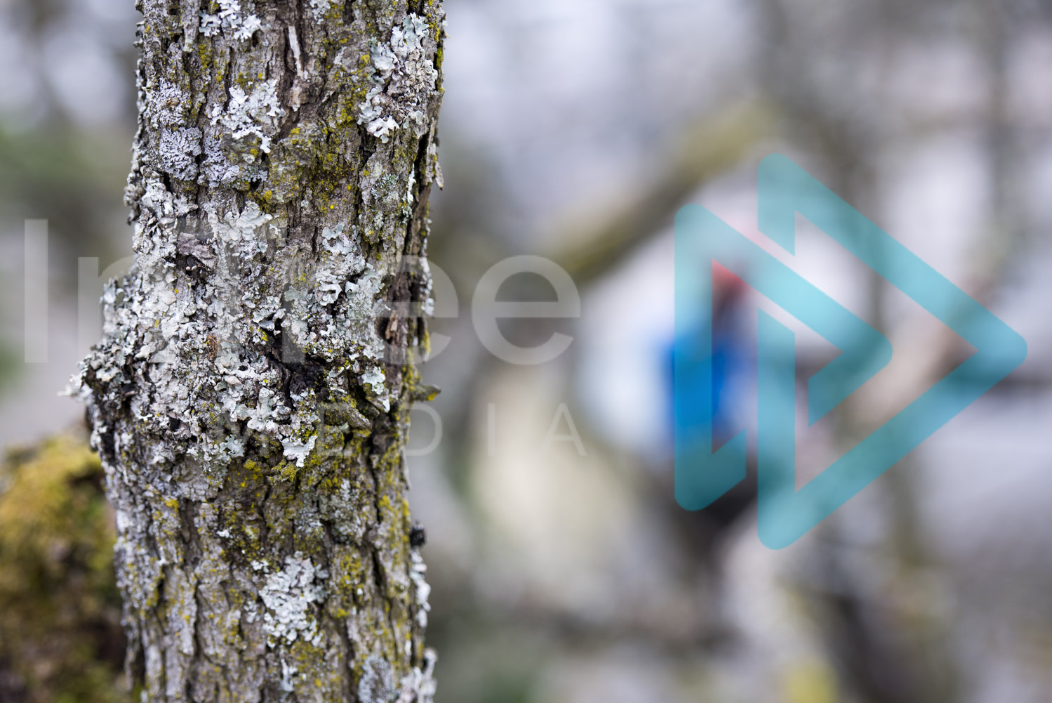 Garry Oak branch with arborist blurred in background InTree arborist image 001-21-5953