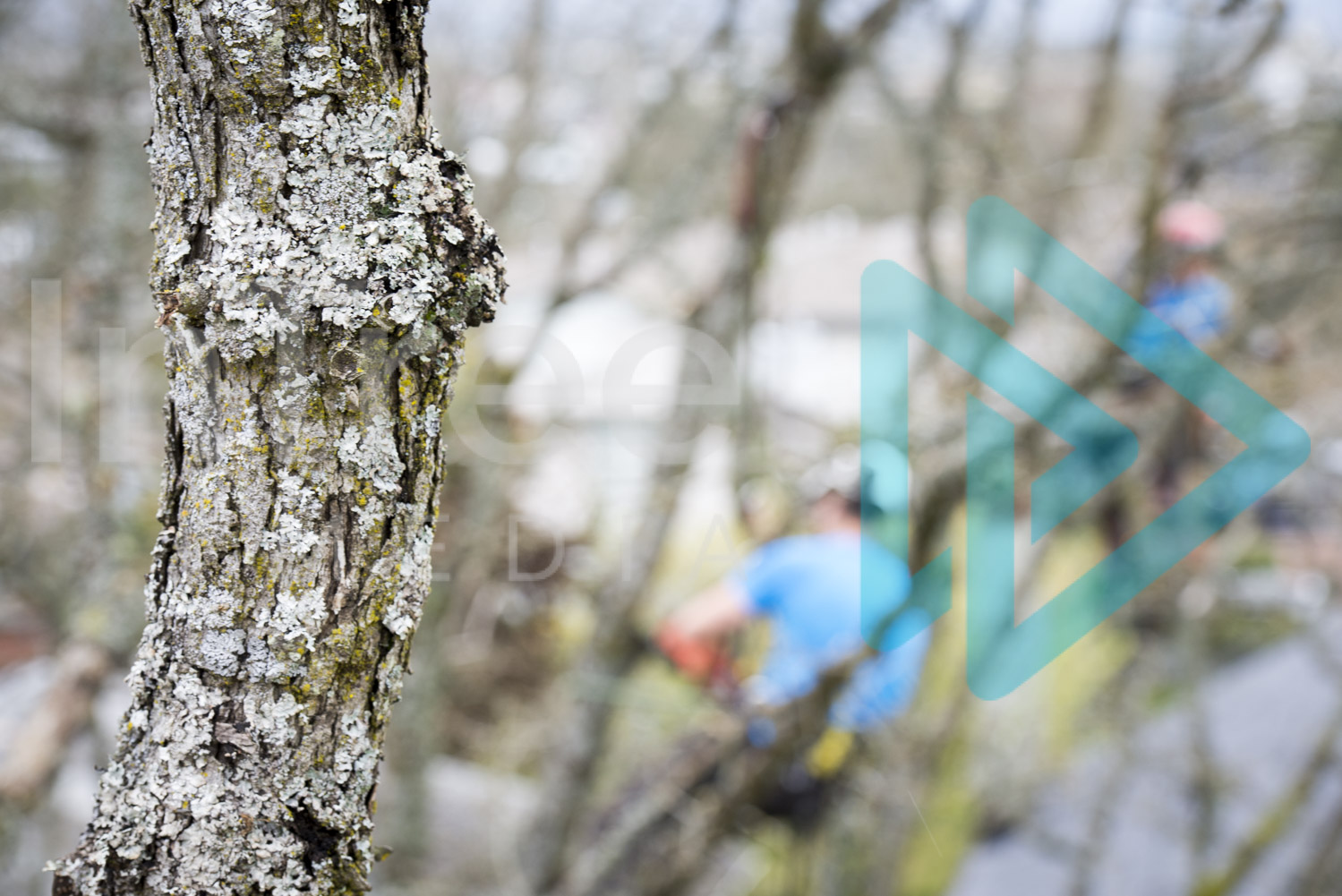 Garry Oak branch with arborists blurred in background InTree arborist image 001-21-5923