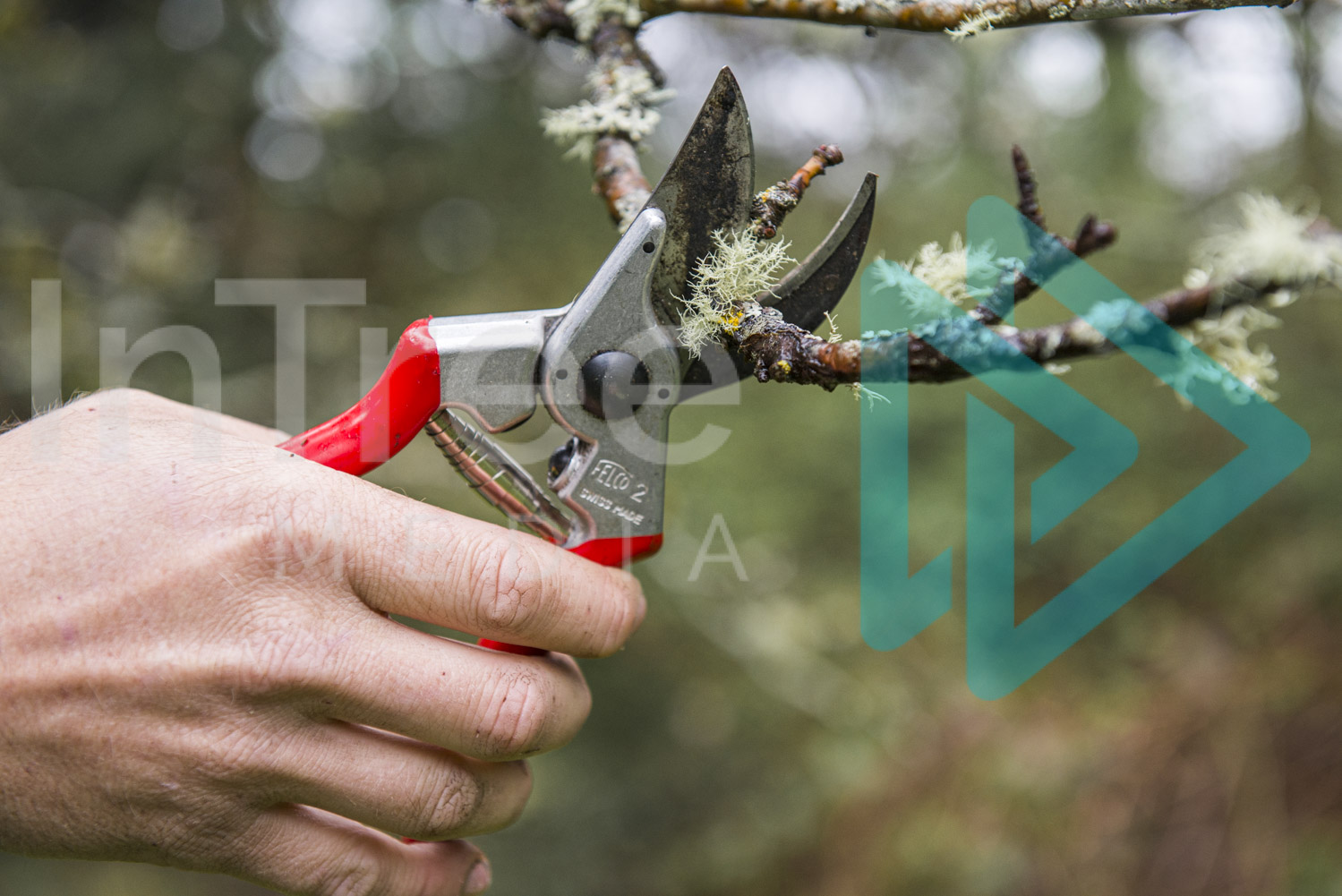 Hand pruners being used to prune fruit tree InTree arborist image 001-21-5651