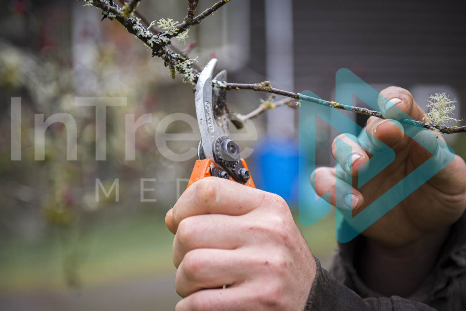 Hand pruners being used to prune fruit tree hand holding branch InTree arborist image 001-21-5671