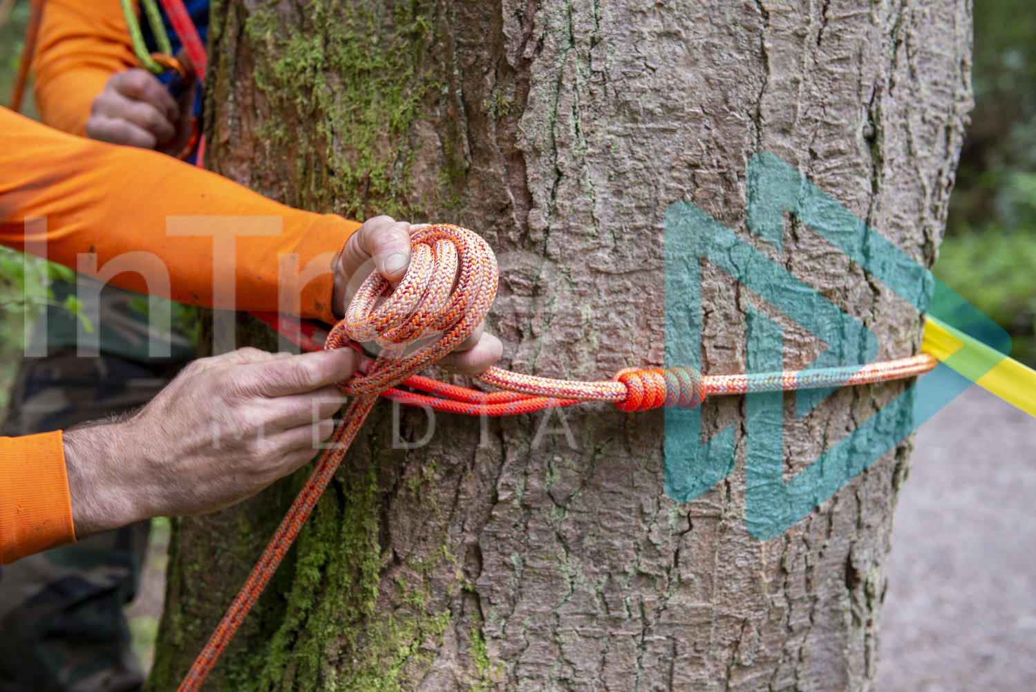 Hands tying off a base anchor to tree InTree arborist image-001-21-6394