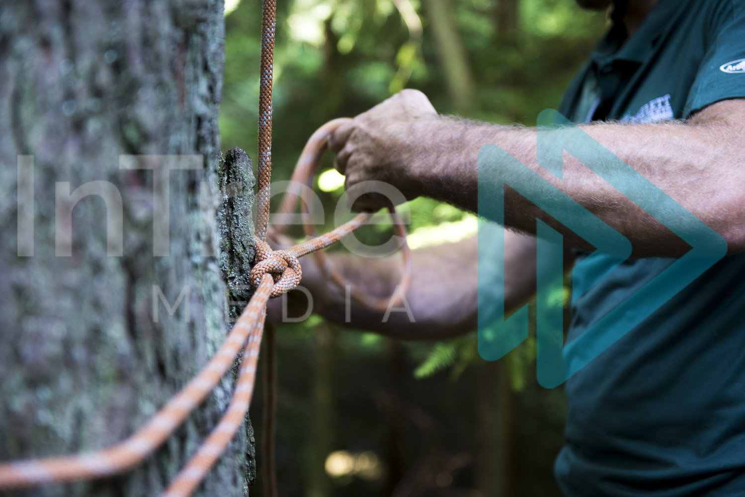 Hands tying knot around tree 001-21-8401