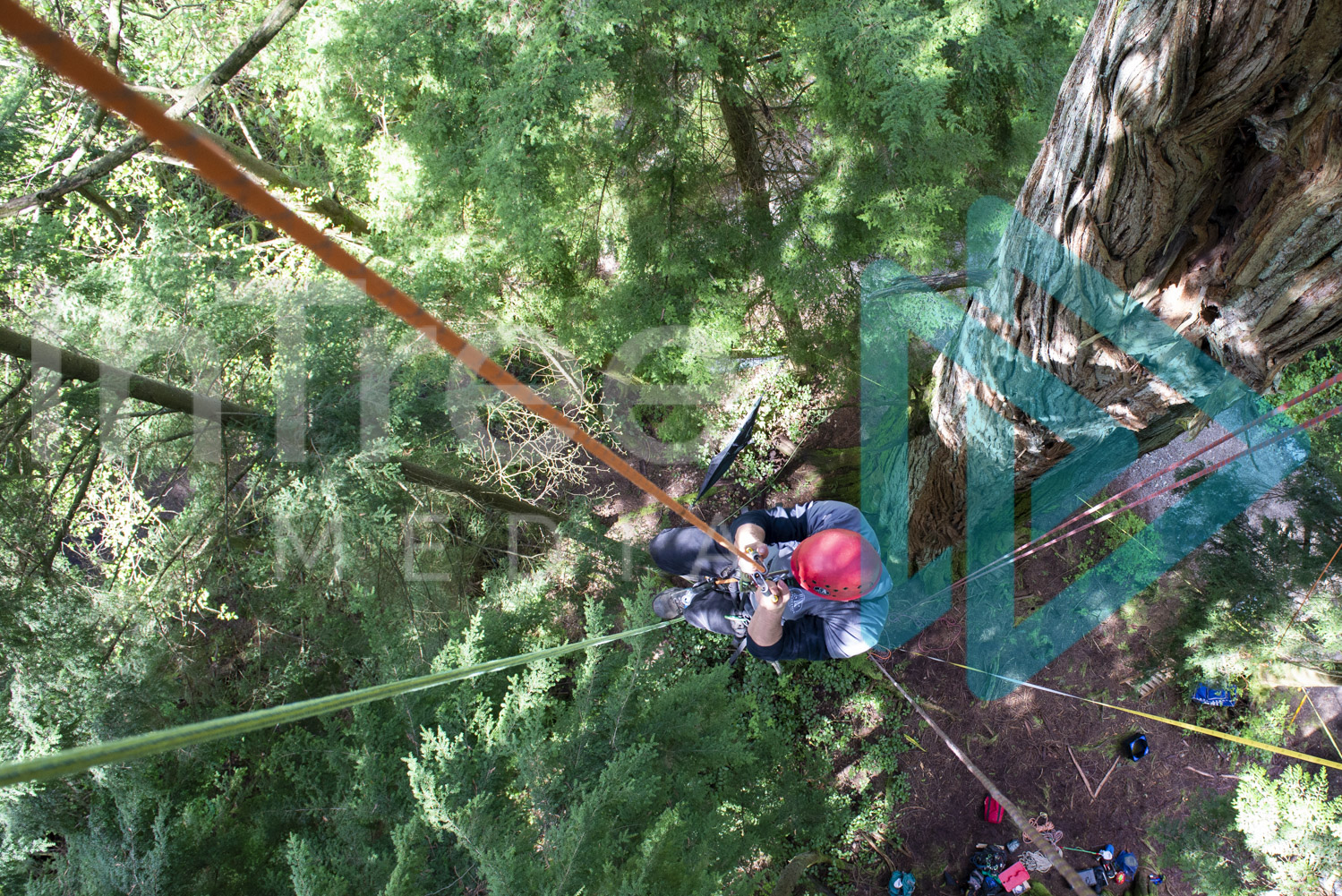 Looking down ropes to Climbing Arborist ascending rope into canopy - Arborist Stock Photo 001-21-6903