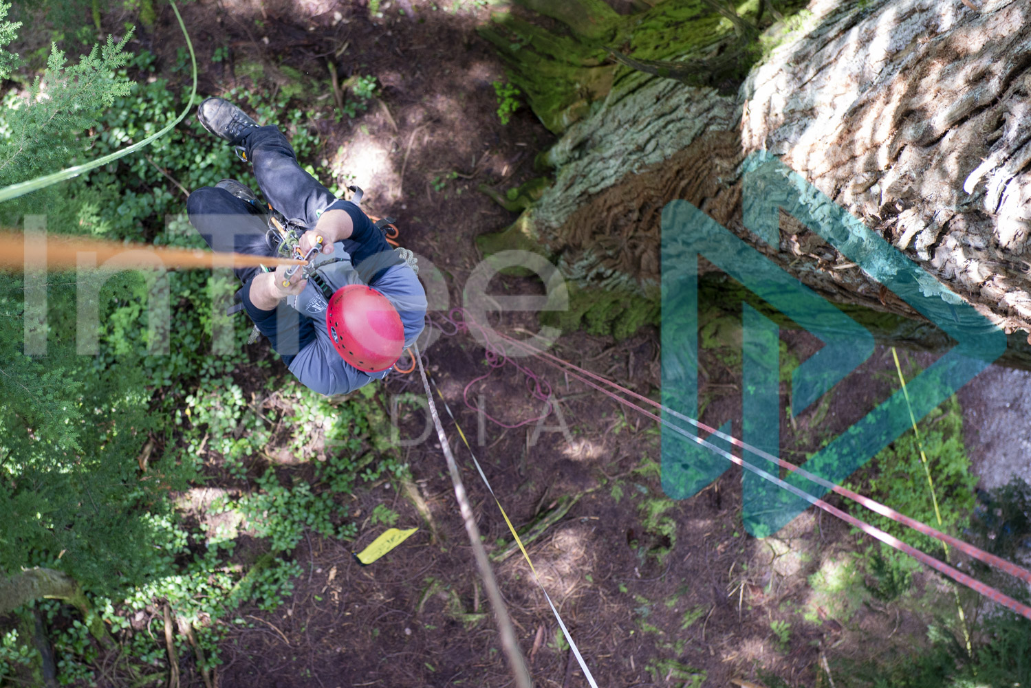 Looking down rope to Climbing Arborist ascending rope into canopy of old growth cedar - Arborist Stock Photo 001-21-6898