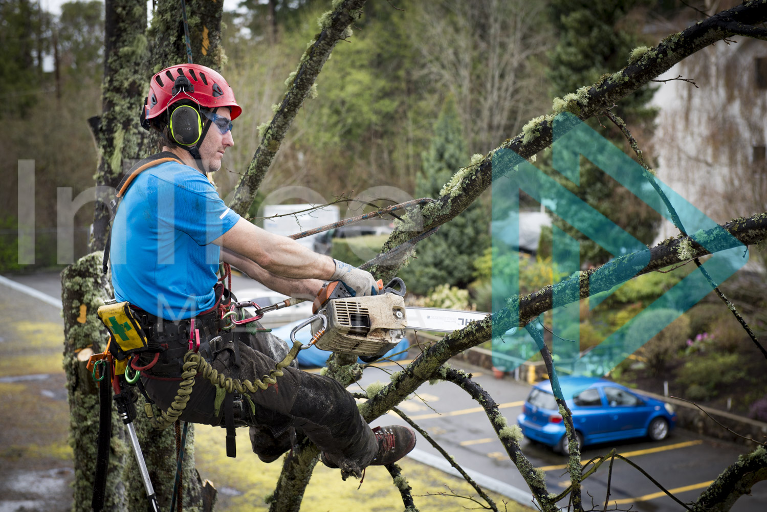 Male arborist on rope in tree cutting branch with chainsaw InTree arborist image 001-21-5628