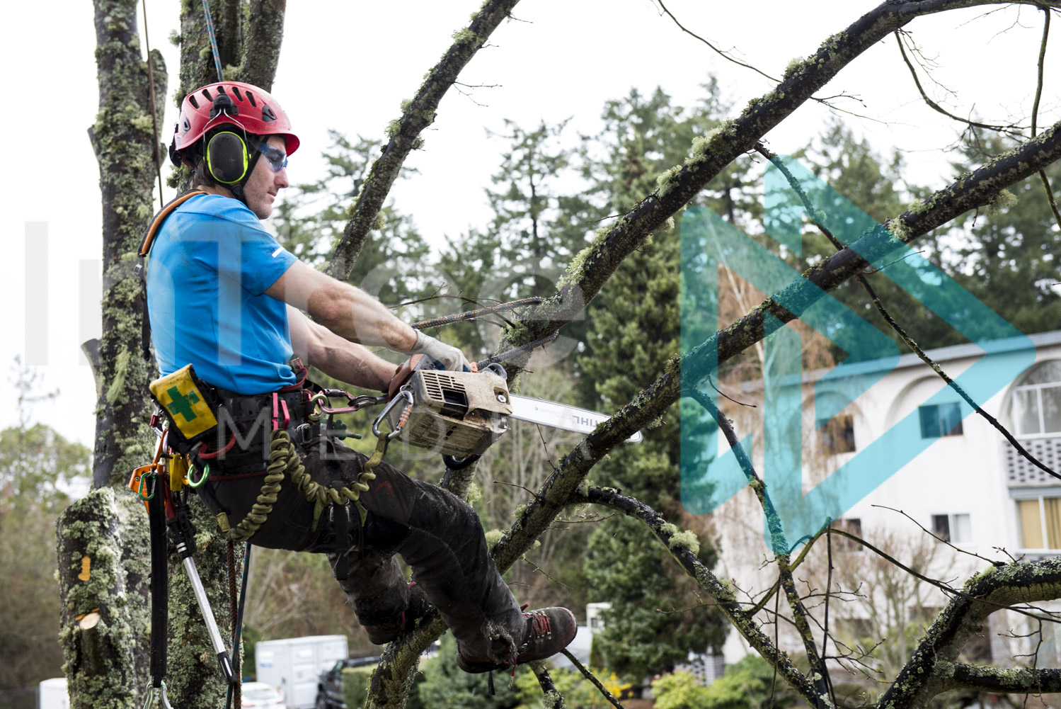 Male arborist on rope in tree cutting branch with chainsaw InTree arborist image 001-21-5630