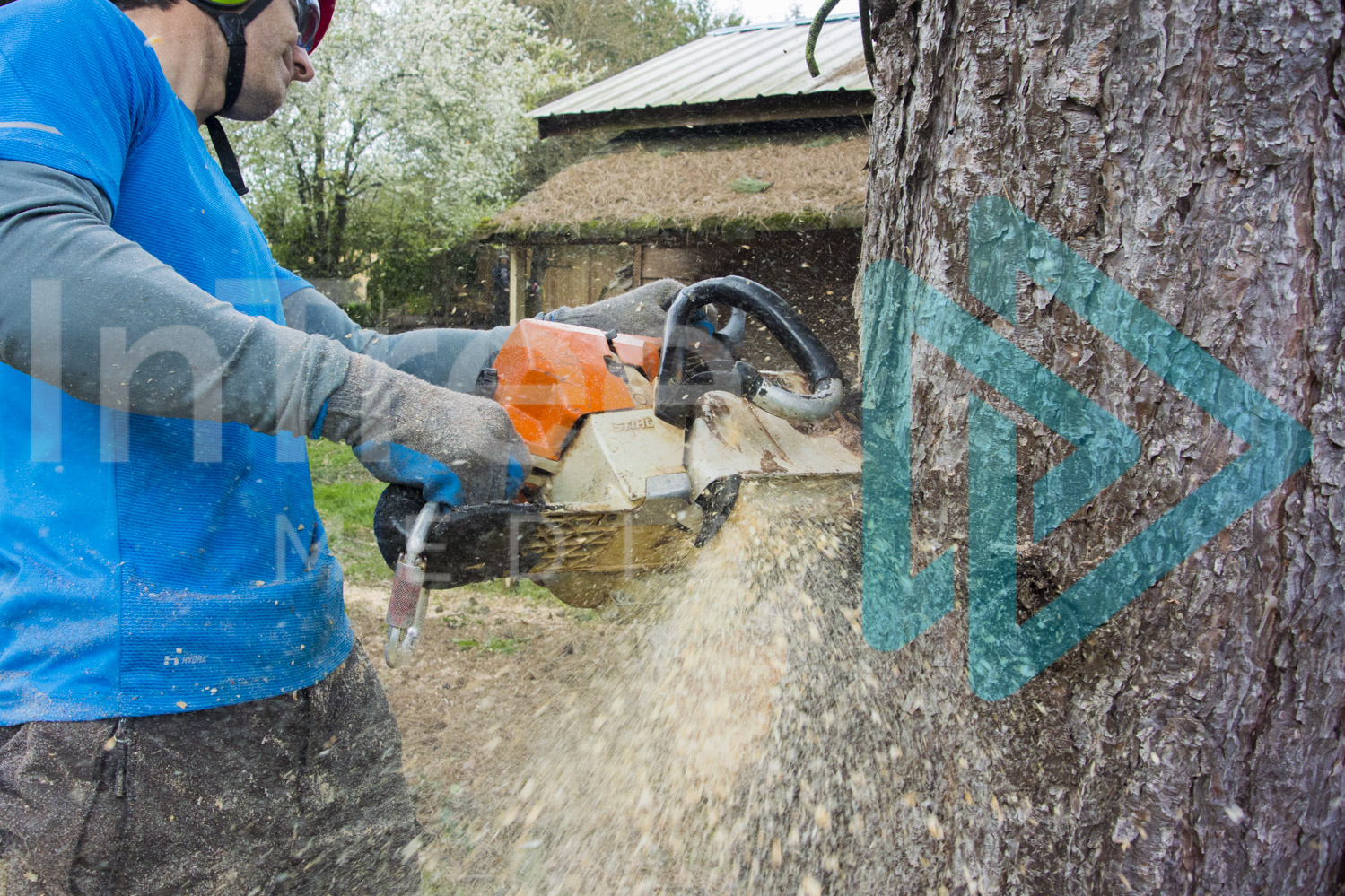 Man with chainsaw cutting into tree InTree arborist image 001-21-9897