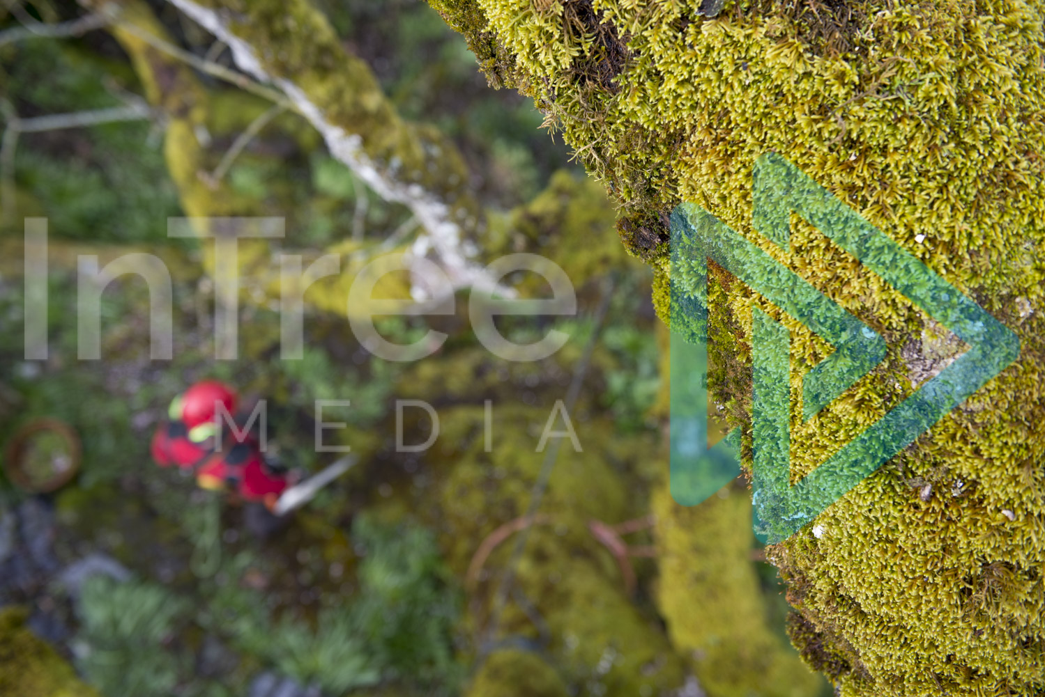 Moss in tree with arborist on ground wearing red InTree arborist image 001-21-5813