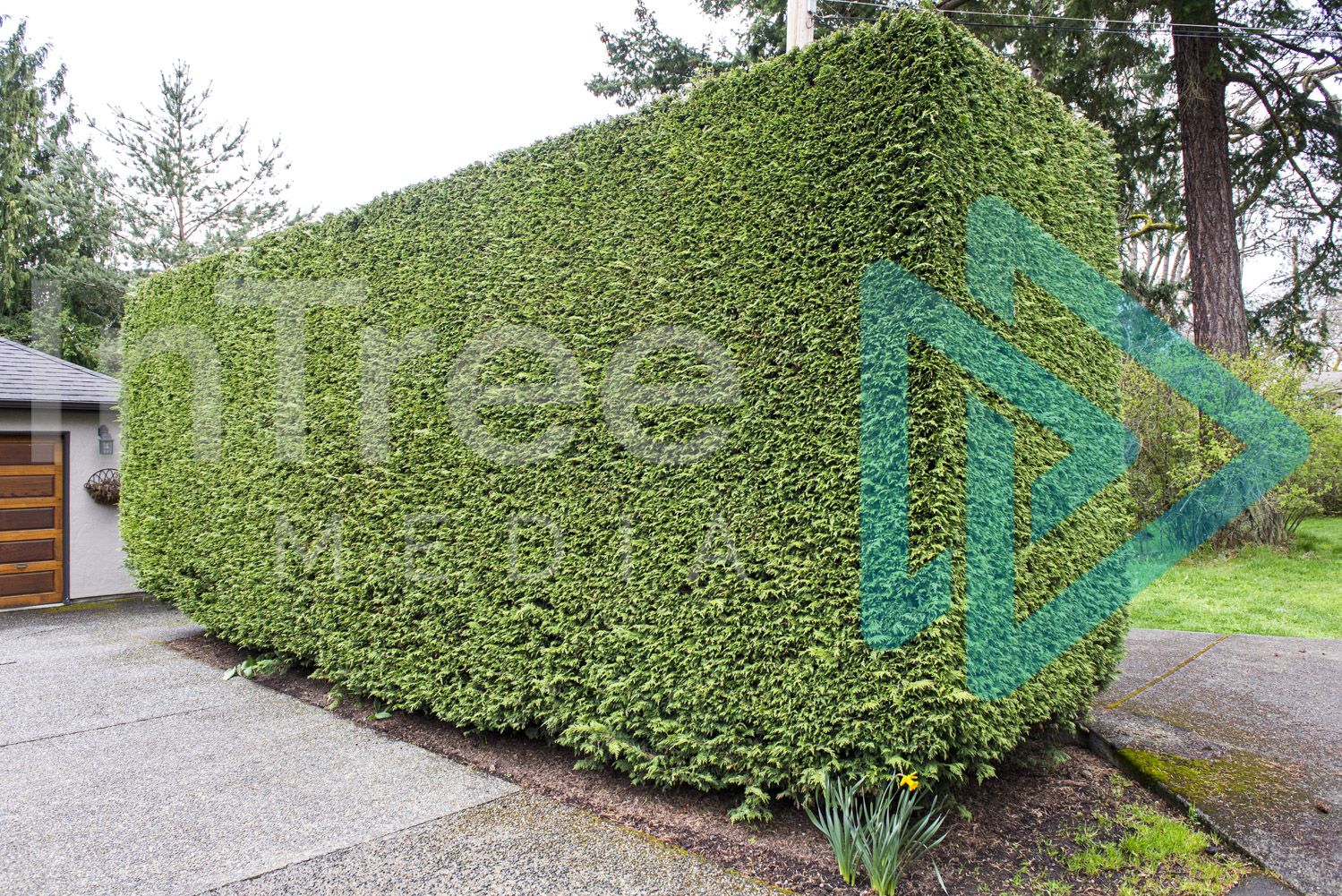 Neatly-trimmed-hedge-in-driveway-InTree-arborist-image-001-5734
