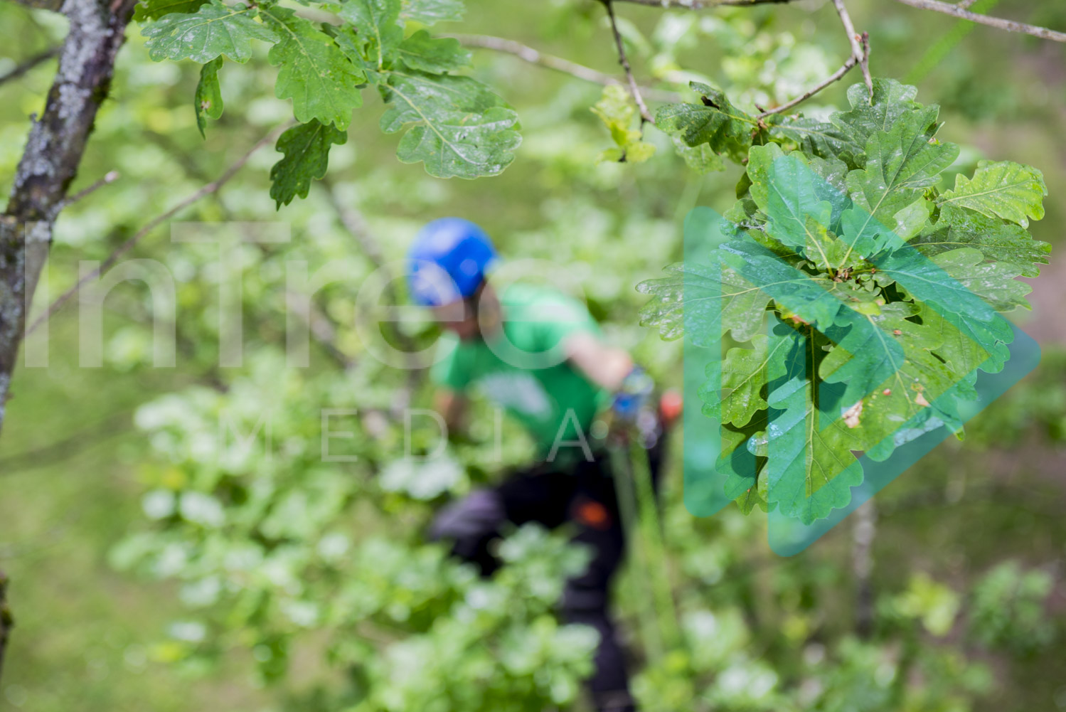 Oak tree with climbing arborist 001-21-7309