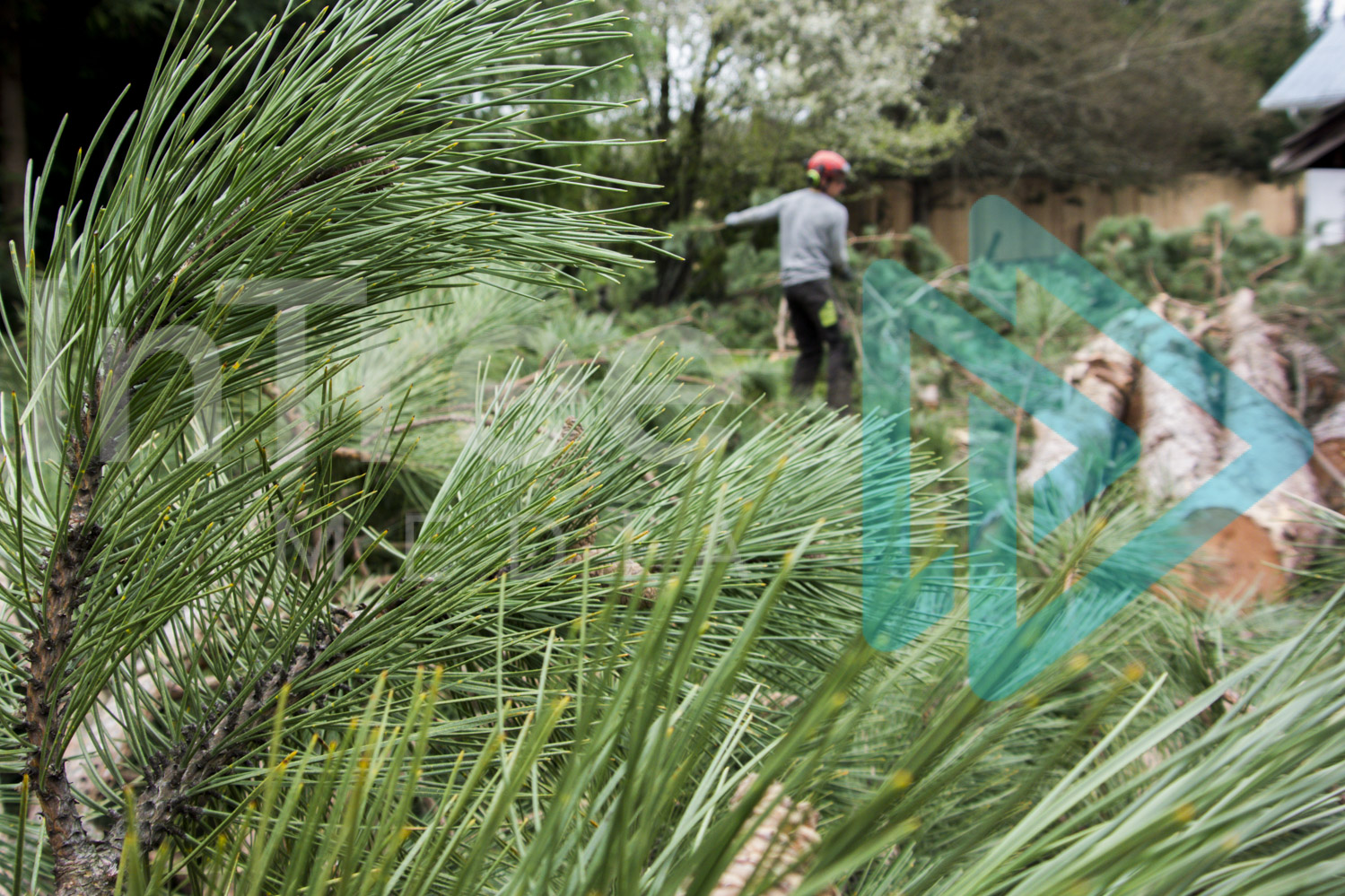Pine needles arborist stacking wood in background InTree arborist image 001-21-9950