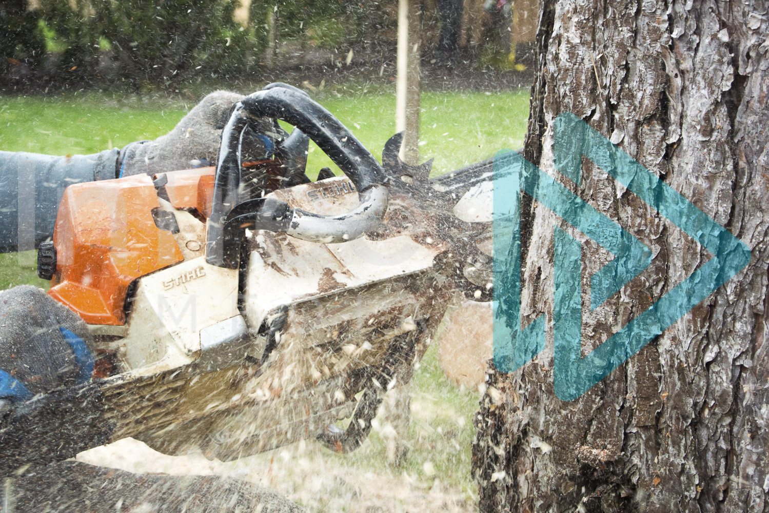 Stihl chainsaw making cut into tree sawdust spraying InTree arborist image 001-21-9891