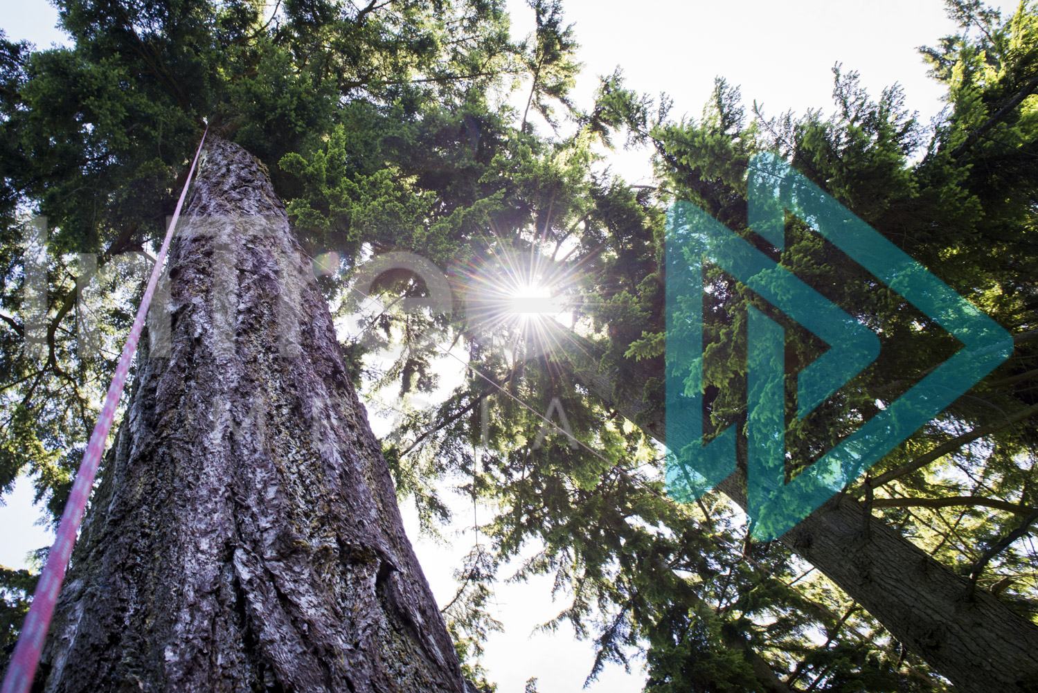 Sunlight shines through forest canopy 001-21-8704