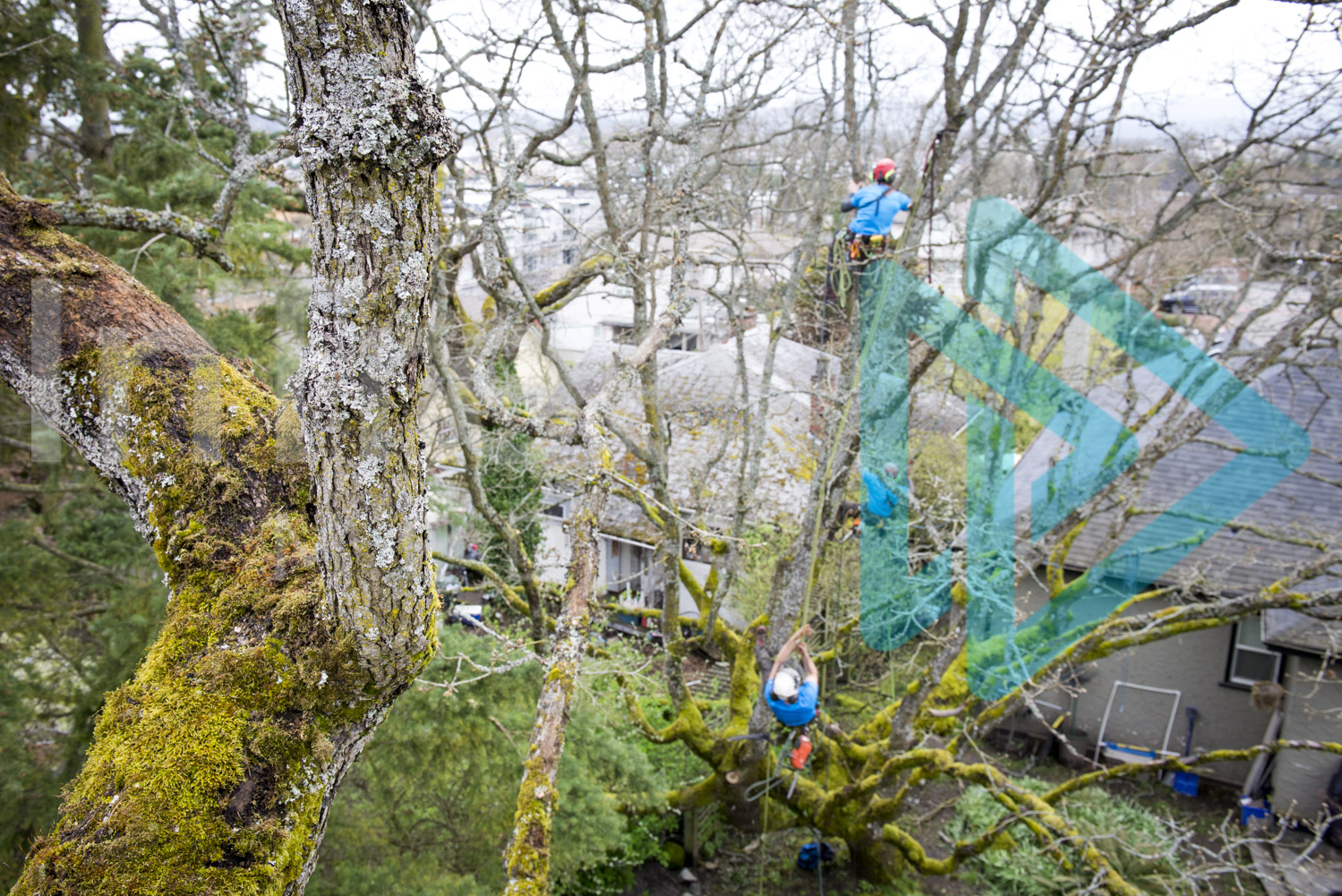 Three arborists climbing in a Garry Oak Tree InTree arborist image 001-21-5958