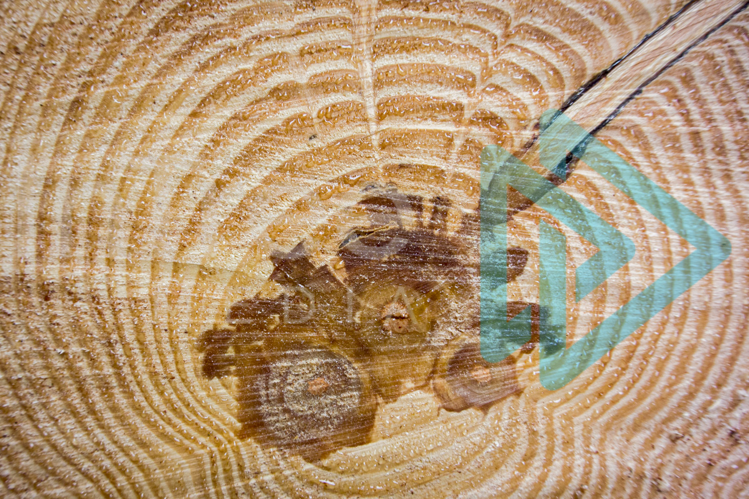 Tree growth rings with patterns InTree arborist image 001-21-9988