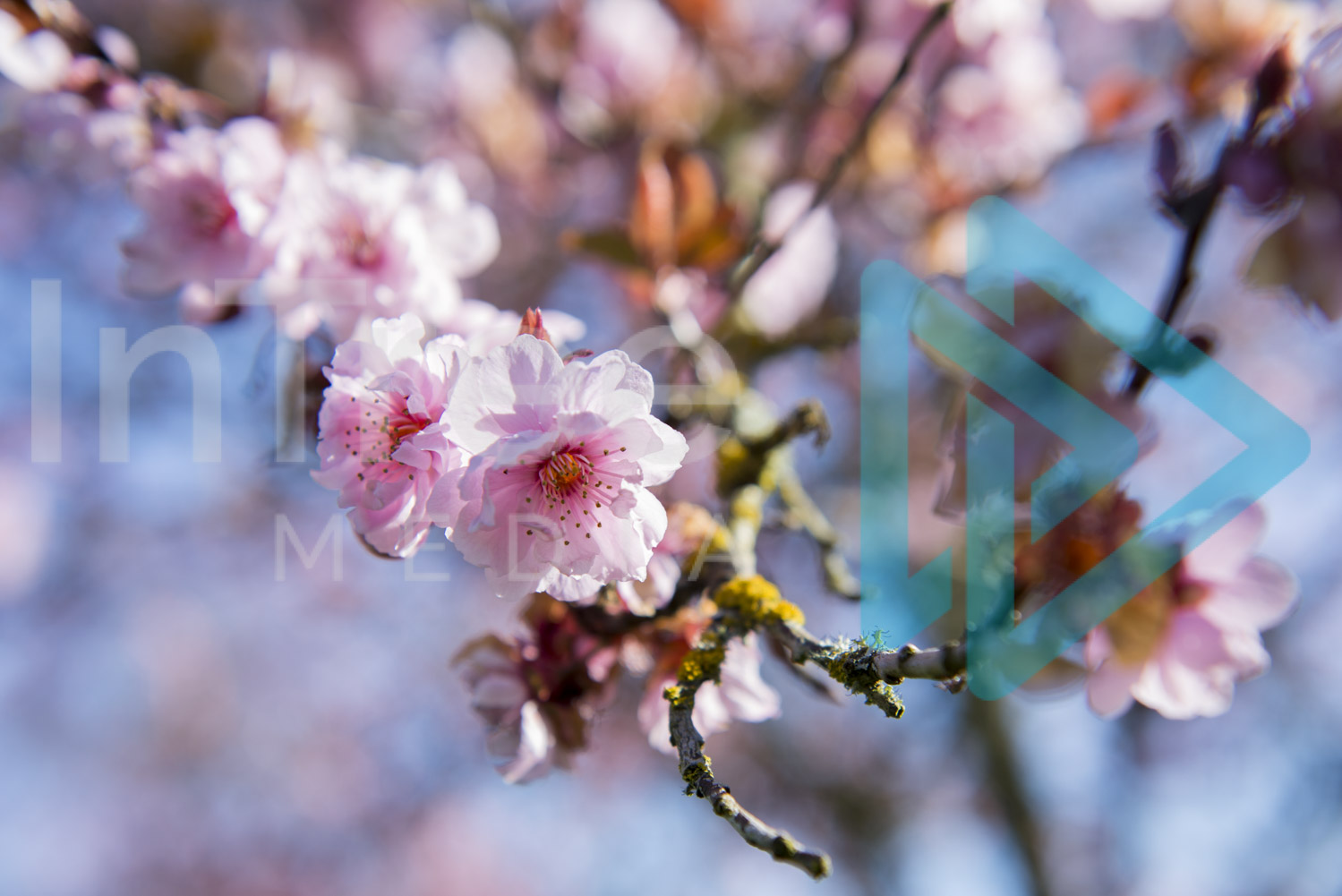 Vibrant pink cherry blossom InTree arborist image 001-21-5402