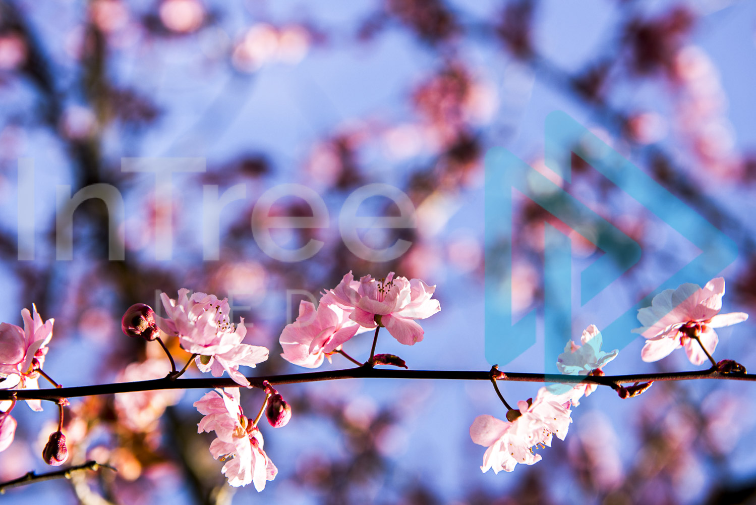 Vibrant pink cherry blossom with blue sky InTree arborist image 001-21-0000