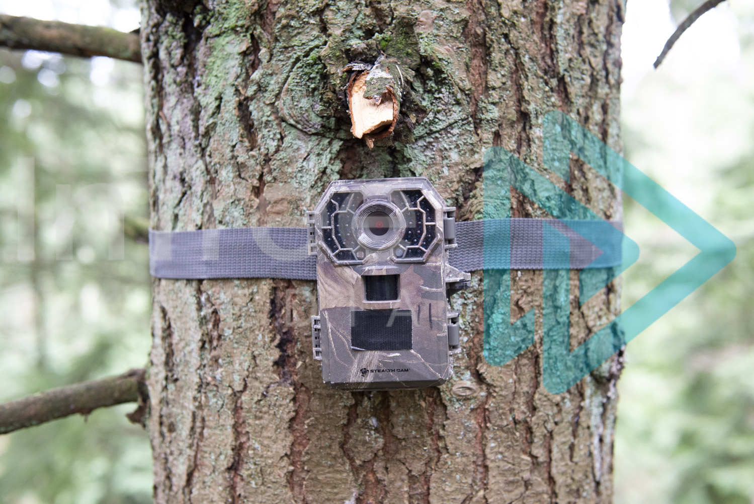 Wildlife Camera installed in tree InTree arborist image 001-21-6245