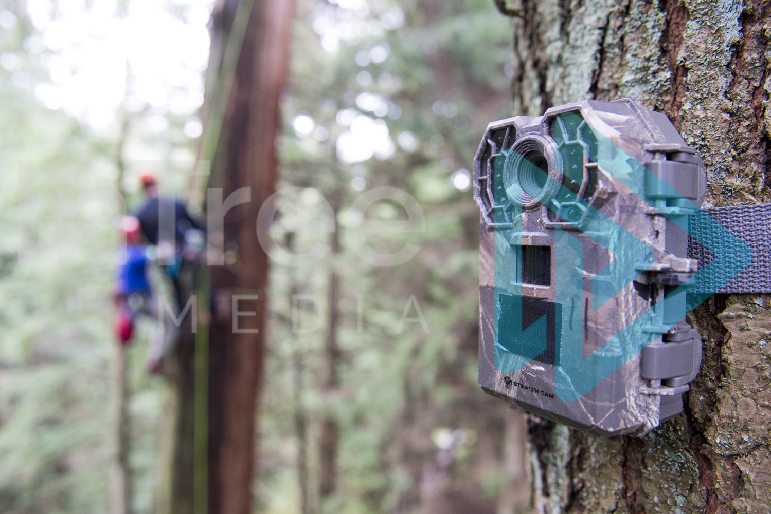 Wildlife-Camera installed in tree with climbers in background InTree arborist image 001-21-6159