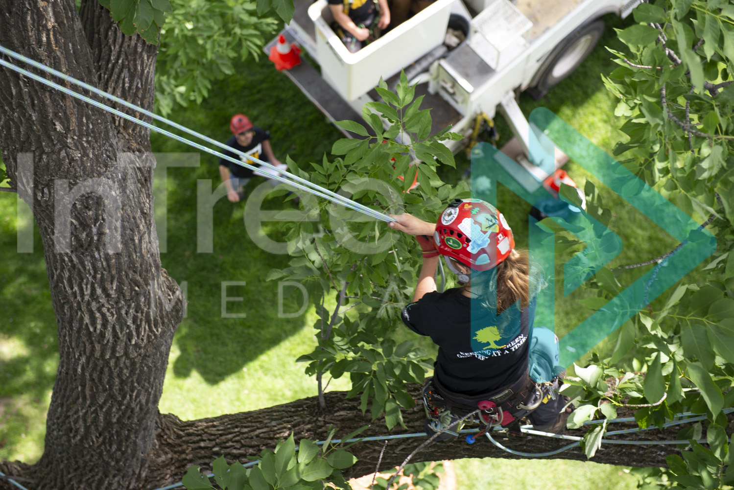 female arborist climbing in tree 001-21-7039