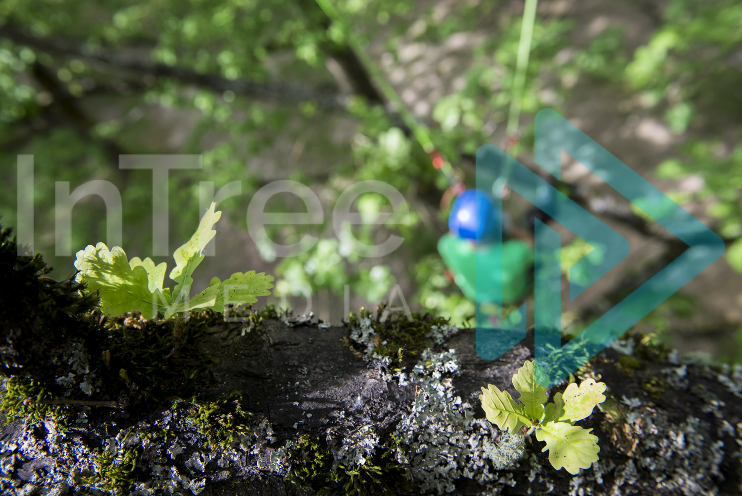 looking down at arborist in oak tree 001-21-7373