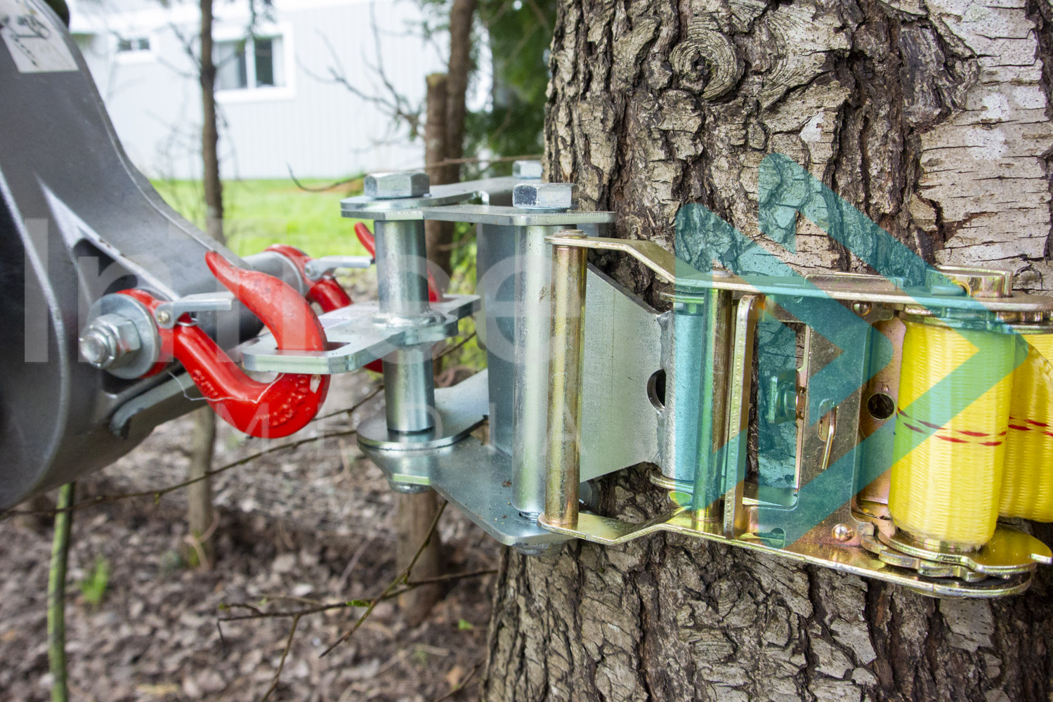 wratchet strap anchored on tree InTree arborist image 001-21-9879