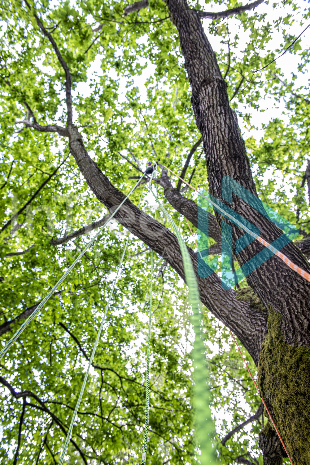 Looking up ropes to a Climbing arborist in tree - Arborist Stock Photo 001-21-7251