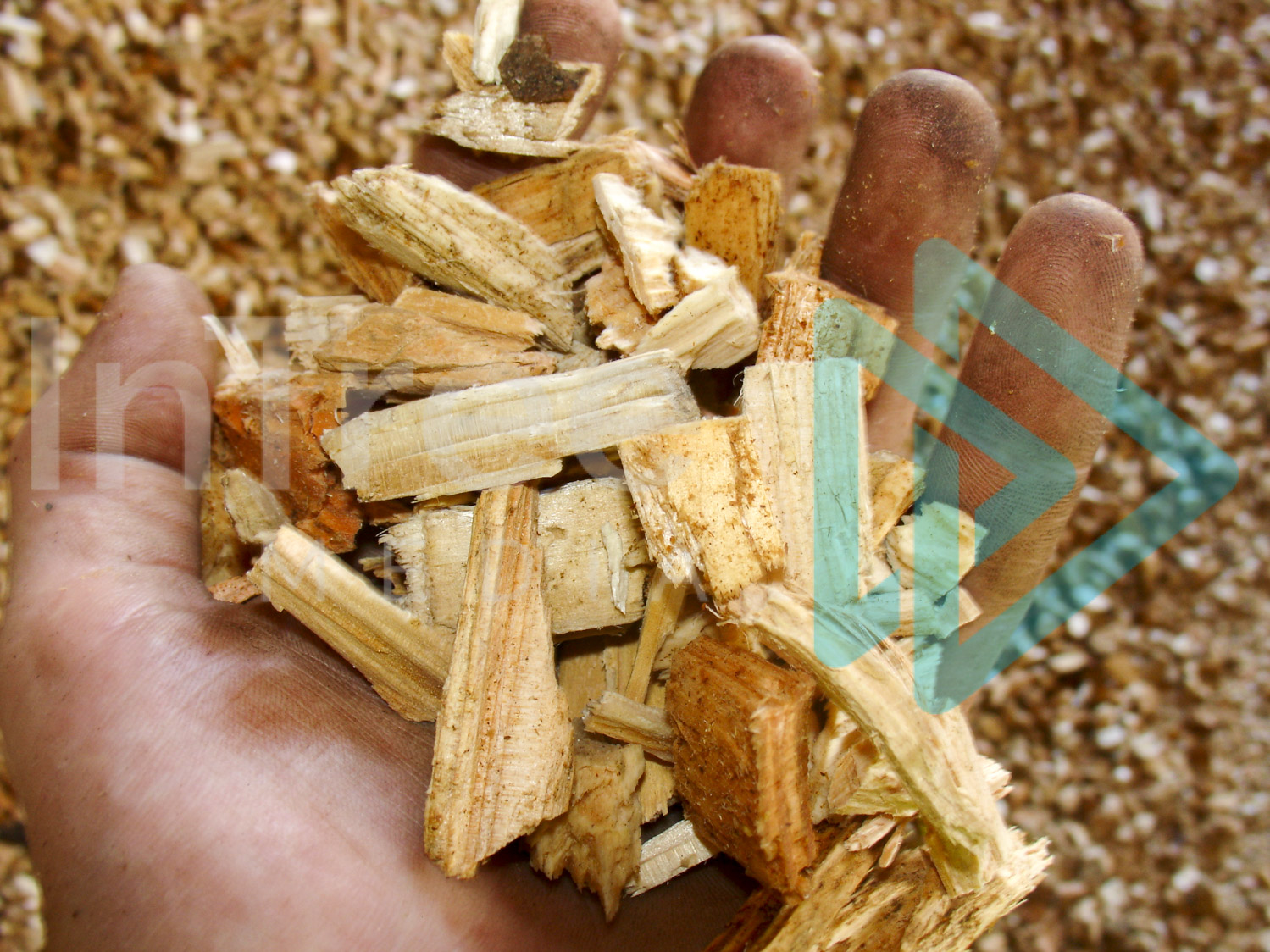 woodchip in a hand - Arborist Stock Photo 001-21-00051