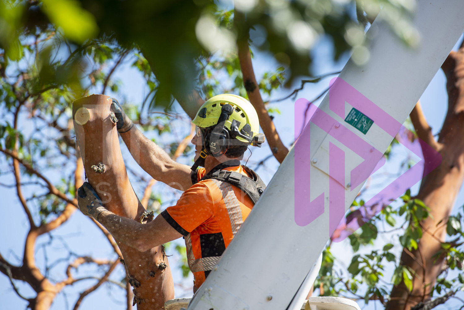 Man wearing helmet in a bucket truck removing an arbutus tree