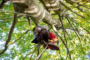 Climber