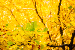 Trees
