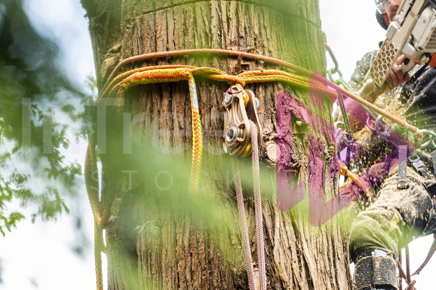 Man with a chainsaw in a tree making a felling cut with rigging gear