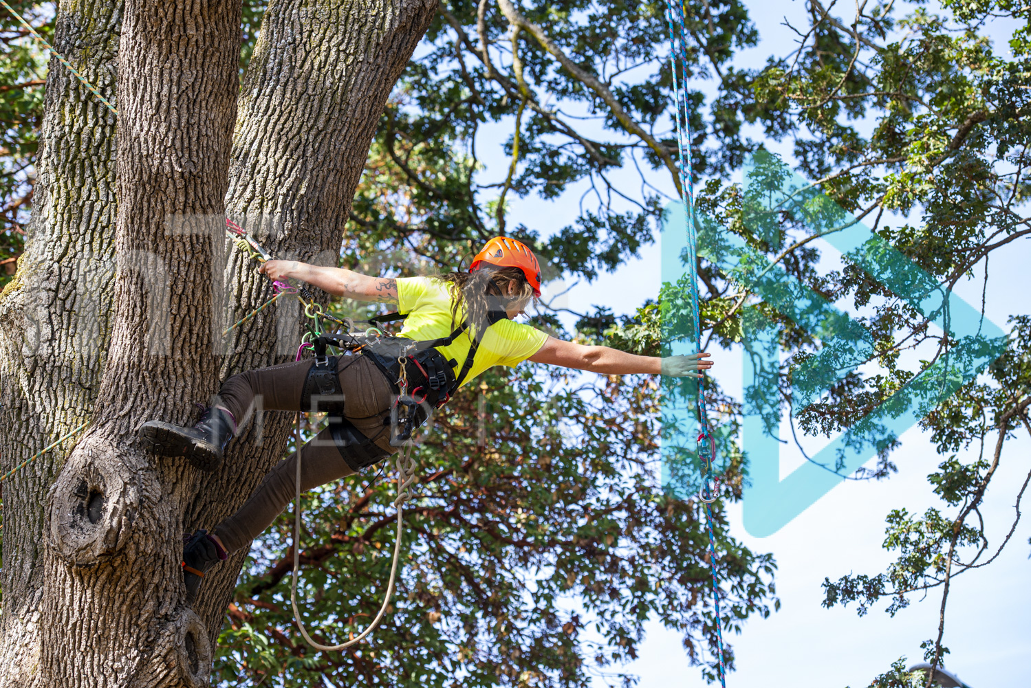 Female climber in a tree reaching for rope