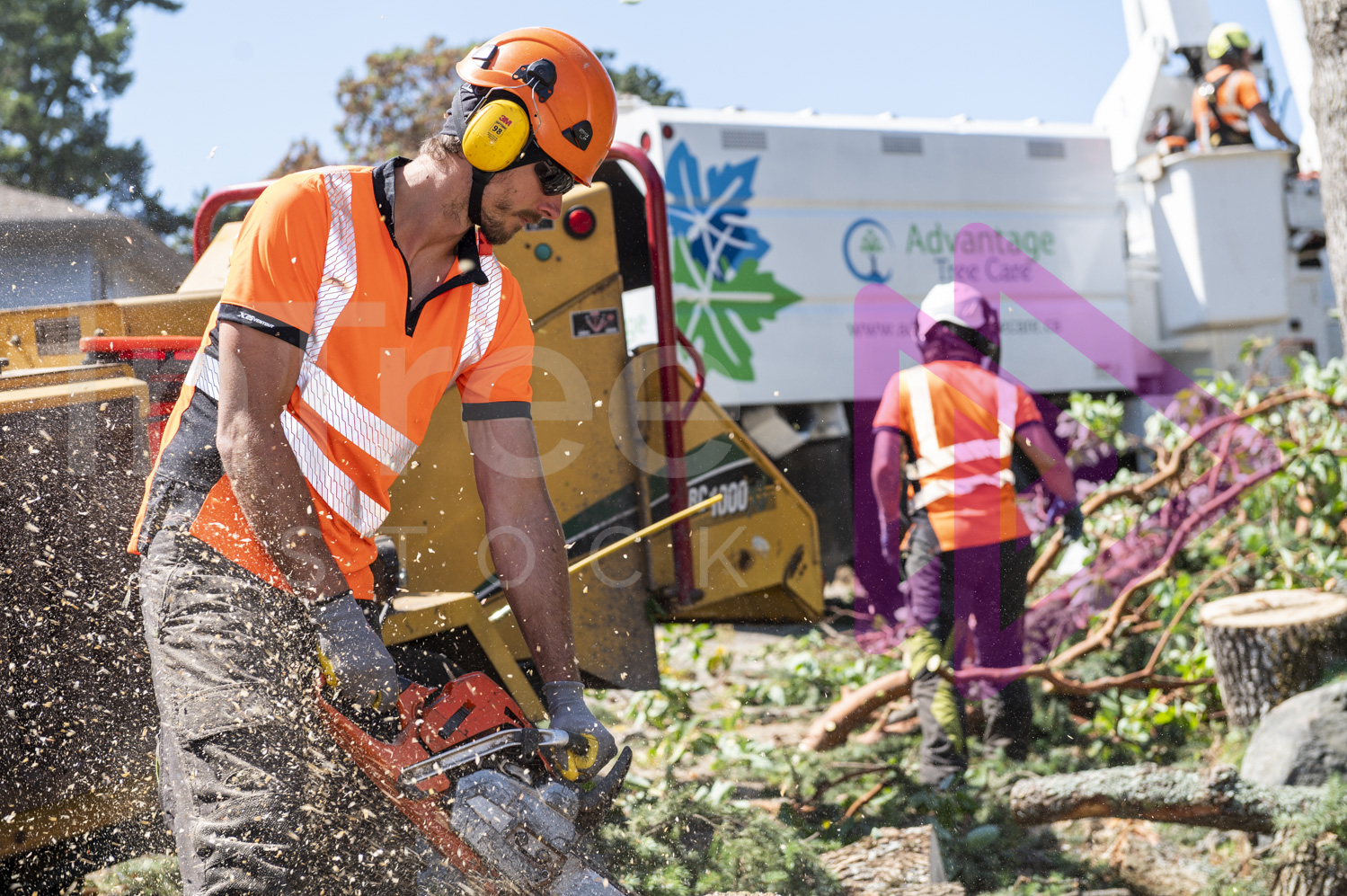 Busy tree job site with man in foreground using chainsaw, lady chipping and man in bucket truck